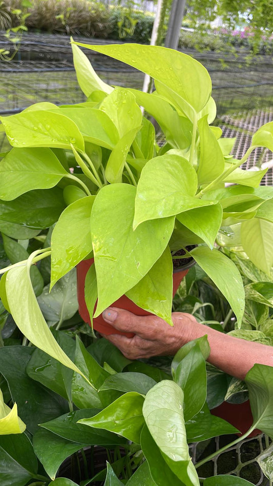 6” Neon Pothos