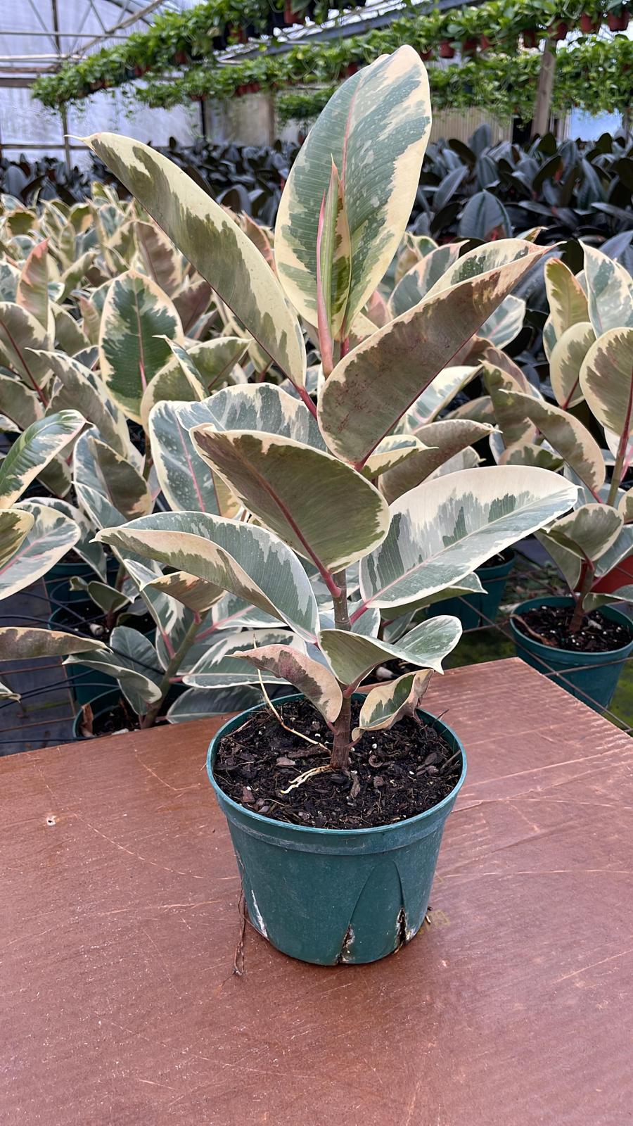 6” Ficus Tineke