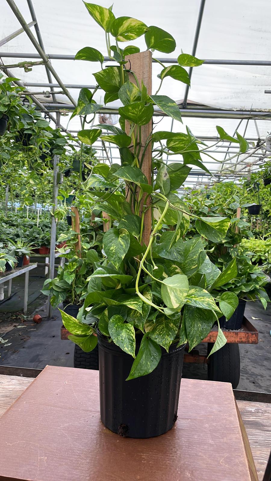 8” Pothos Pole