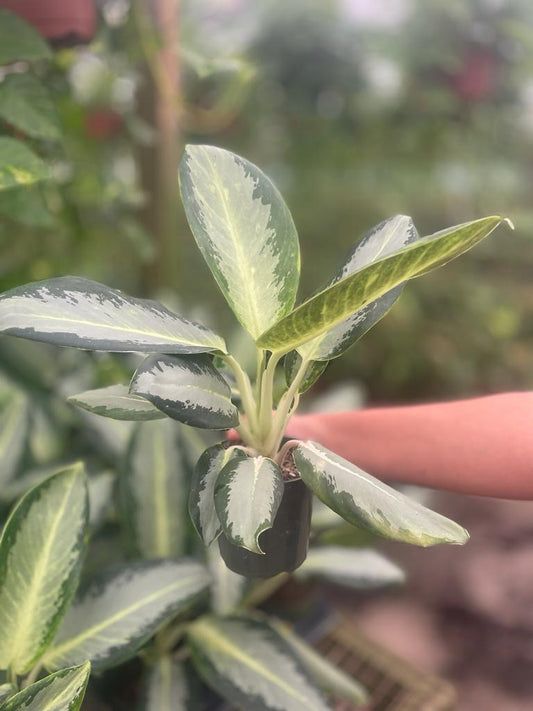 4'' Aglaonema Green Bowl