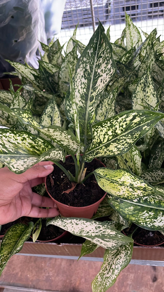 4'' Aglaonema Spring Snow