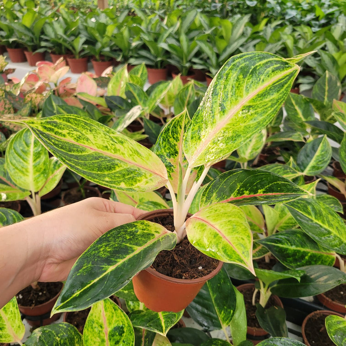 4" Aglaonema Green Papaya