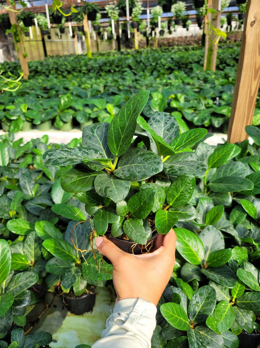 4'' Ficus Audrey