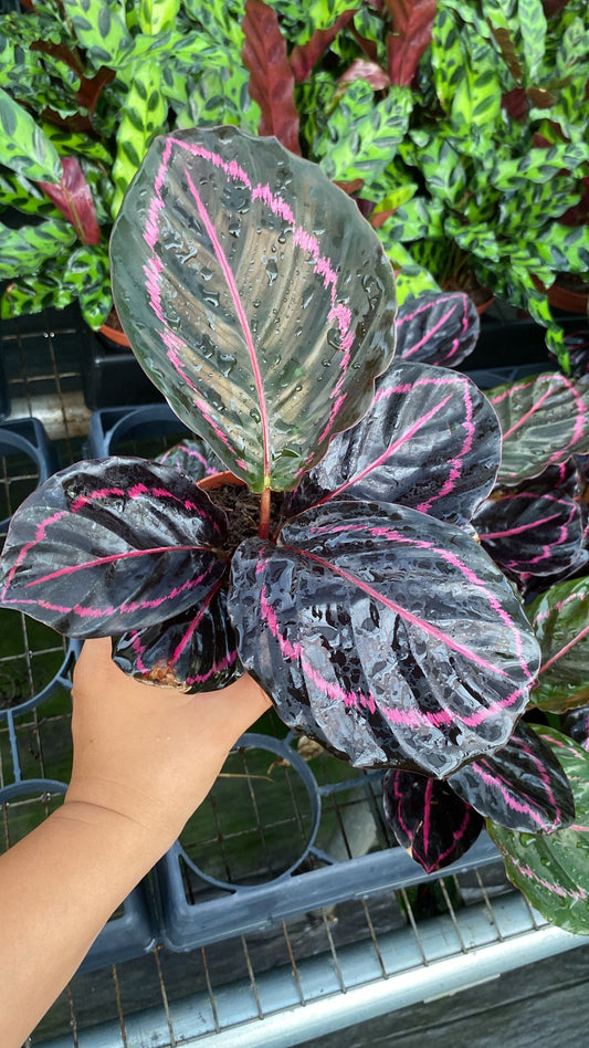 4'' Calathea Rosceapicta ''Dottie''