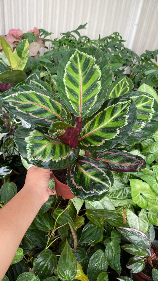 4'' Calathea Rosceapicta ''Ilustris''