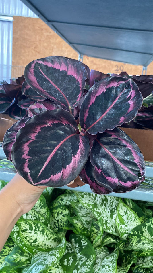 4'' Calathea Rosceapicta ''Jessey Princess''