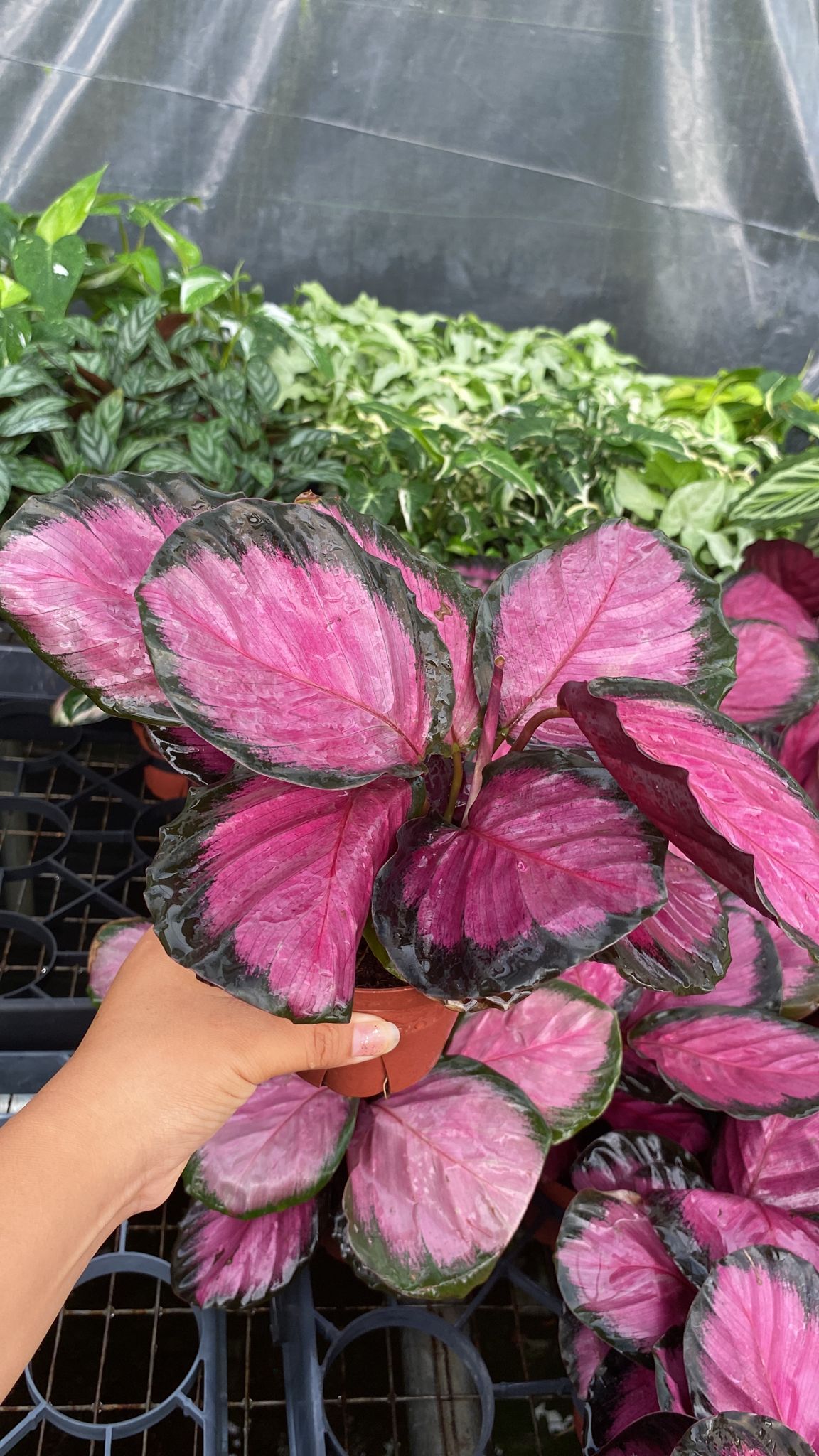 4'' Calathea Rosceapicta ''Rosy''