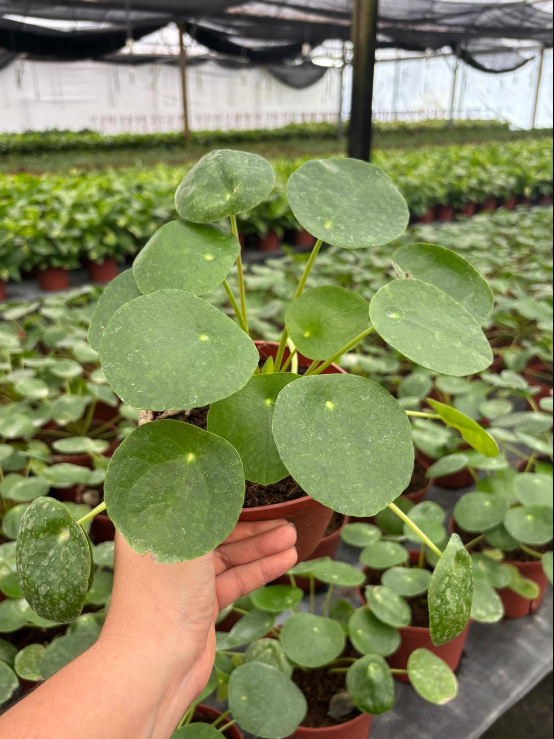 4" Chinese Money Plant
