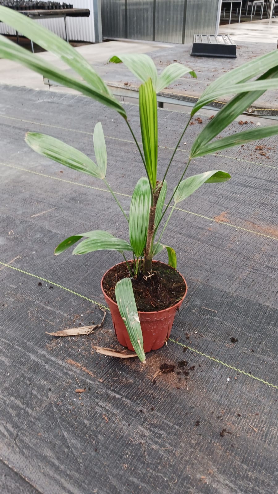 4'' Rhapis Palm ''Lady Palm''