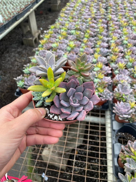 4'' Succulent Combo