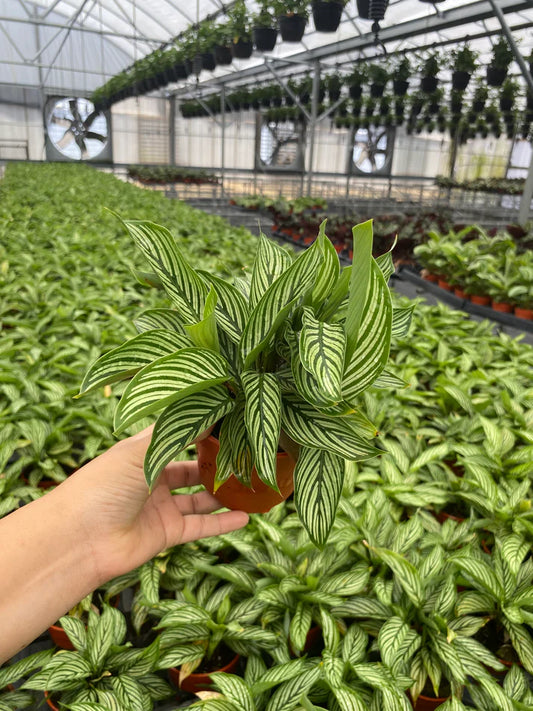 4'' Calathea Vittata