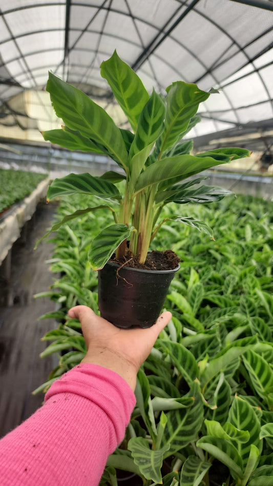 4'' Calathea Zebrina