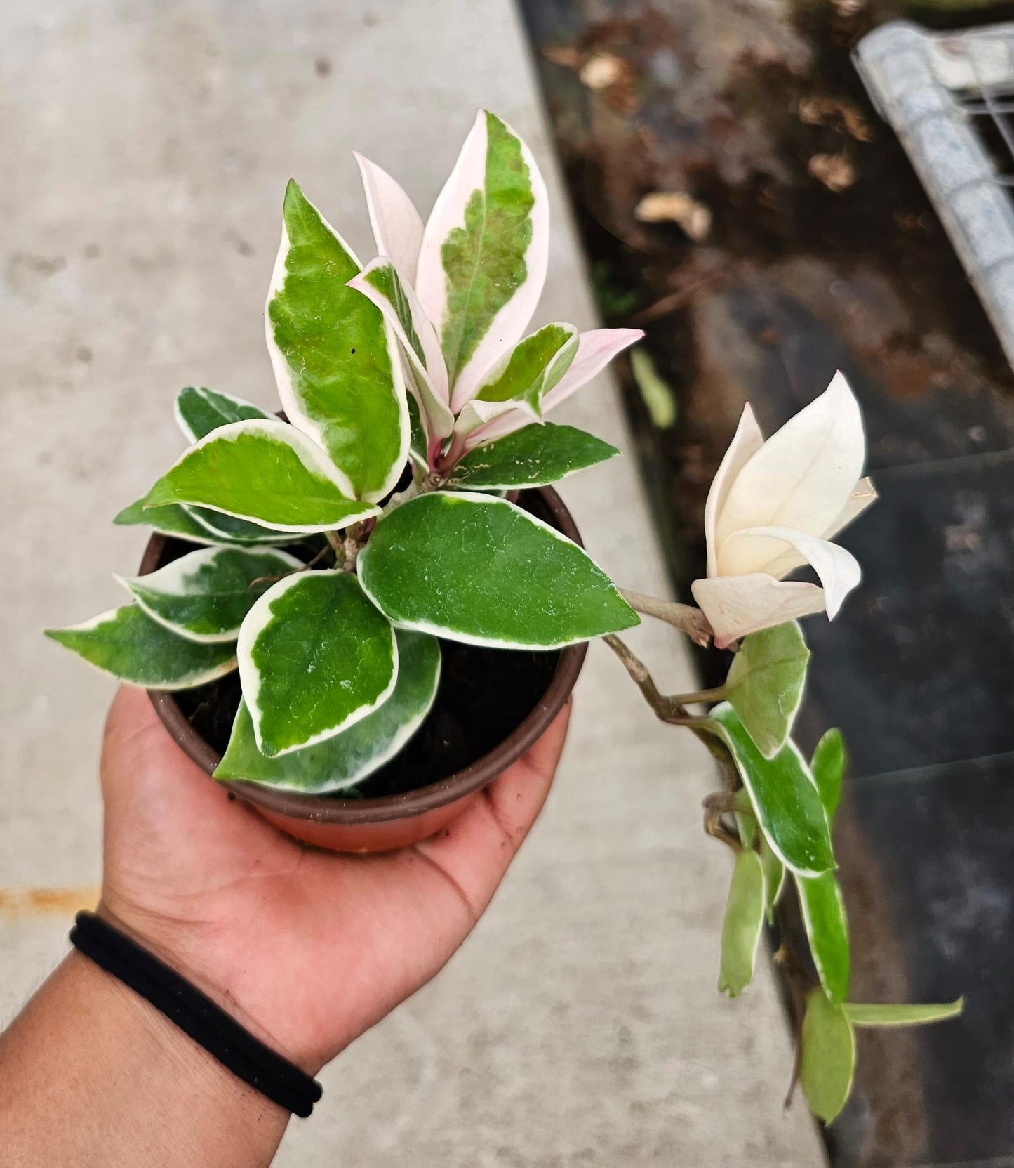 4'' Hoya Carnosa