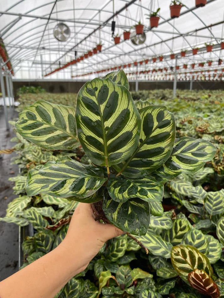 4'' Calathea Makayona