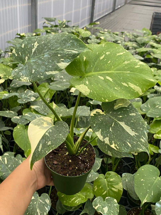 4'' Monstera Thai Constellation