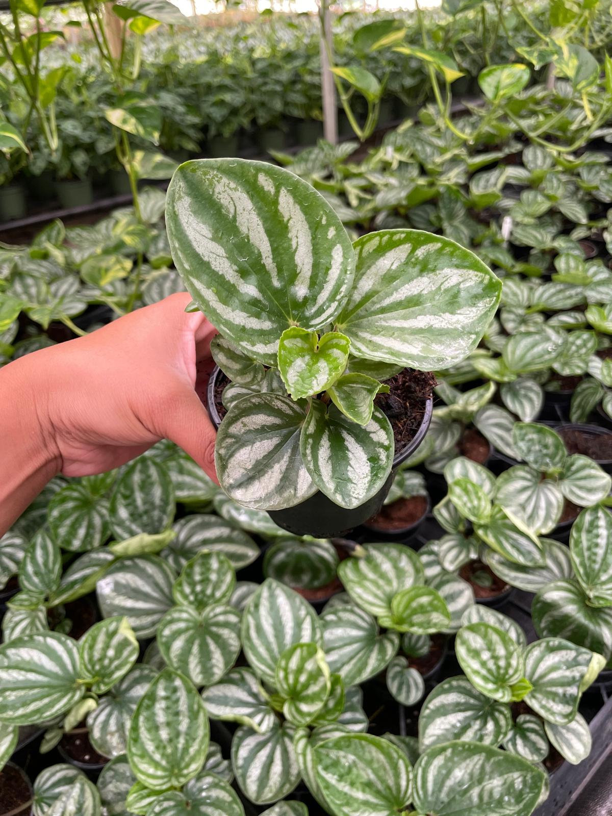 4'' Peperomia Ecuador