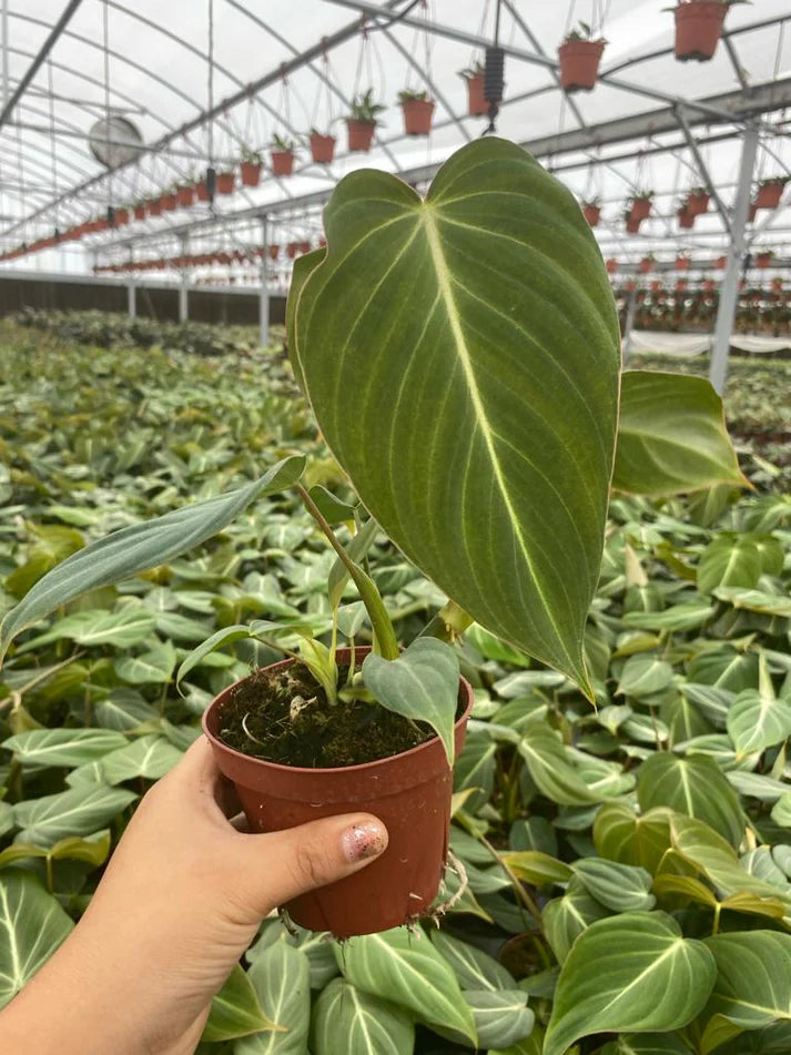 4'' Philodendron Glorious