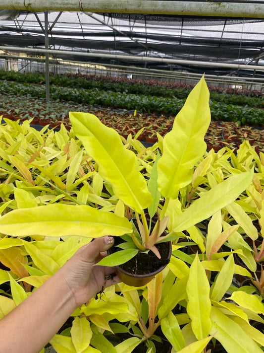 4'' Philodendron Golden Crocodile