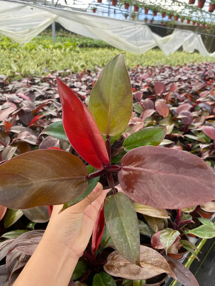 4'' Philodendron Sun Red