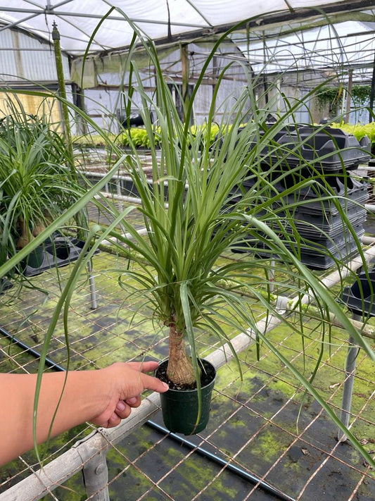 4'' Ponytail Palm