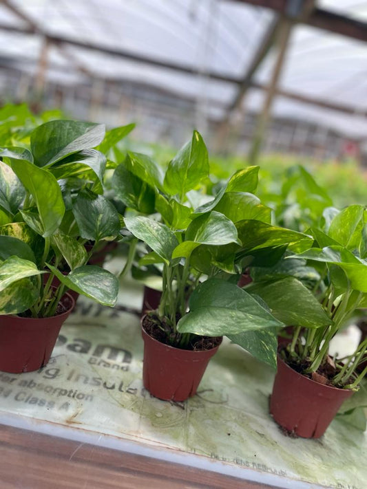 4'' Pothos Golden