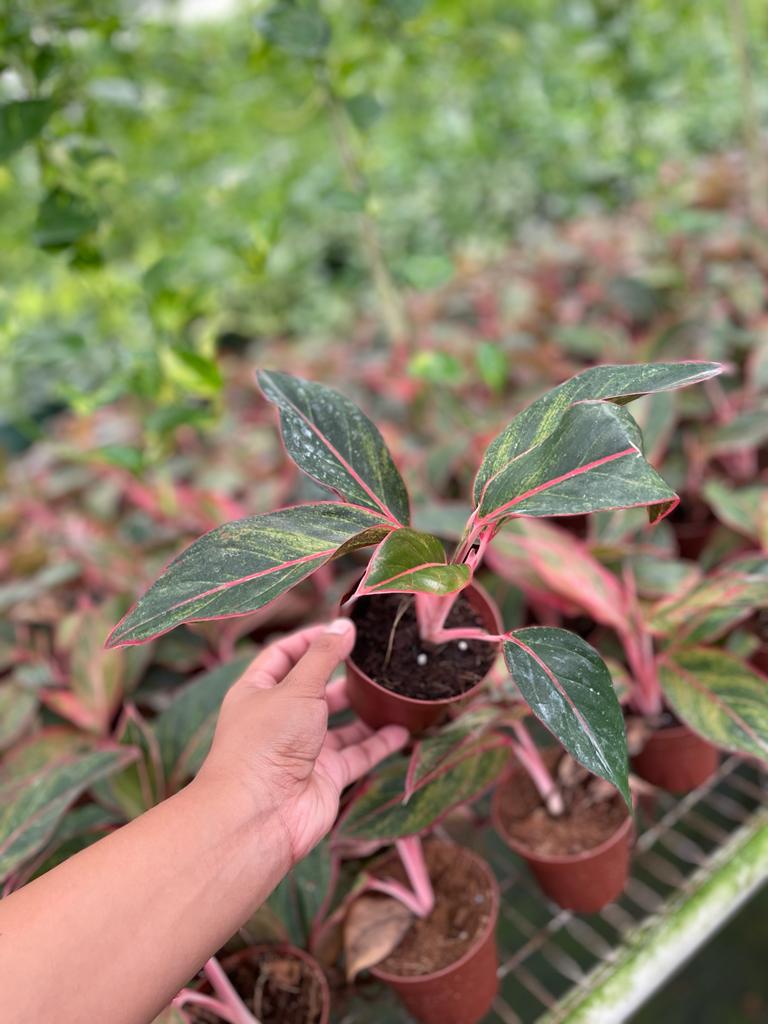 4'' Aglaonema Red Siam