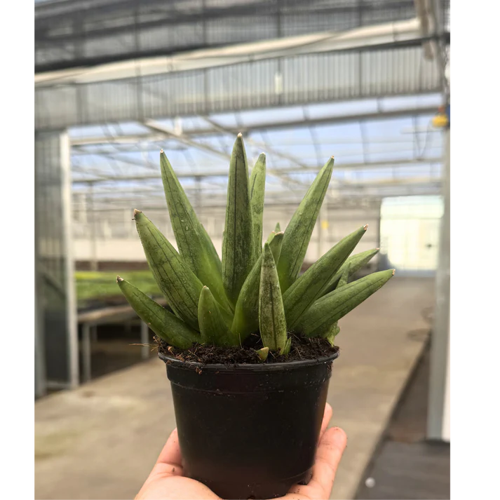 4'' Sansevieria Hedgehog