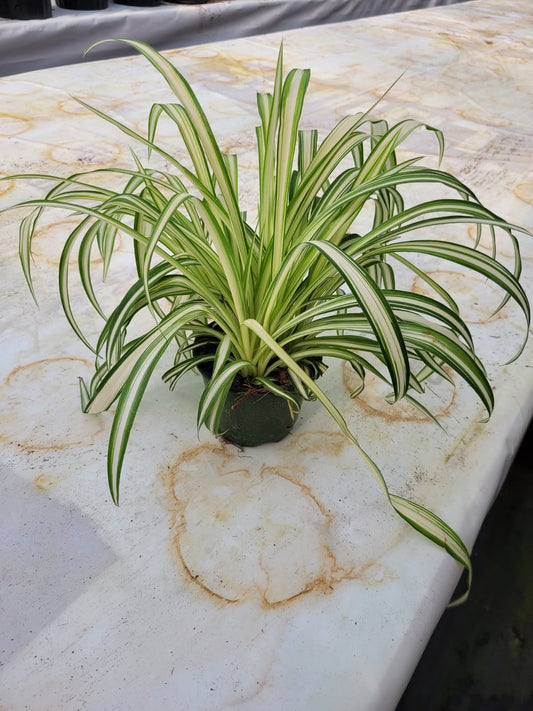 4'' Spider Plant