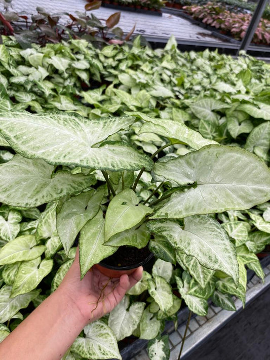 4'' Syngonium White Butterfly