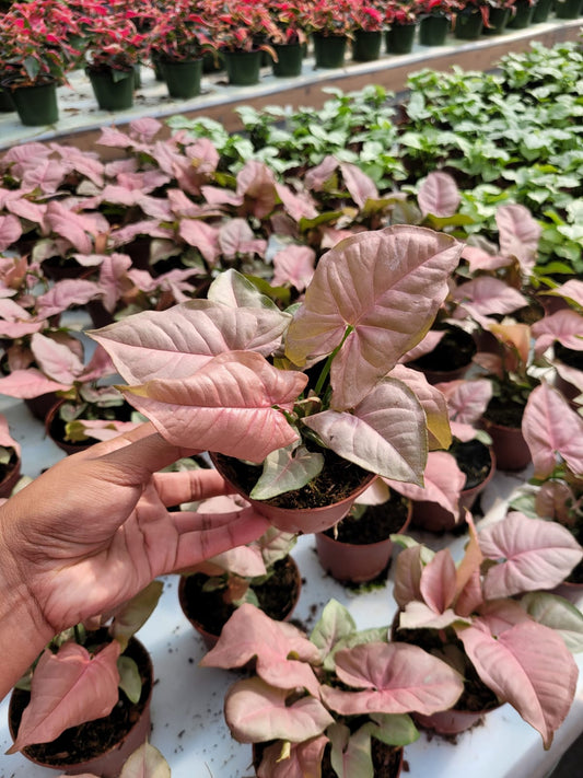 4'' Syngonium Neon Pink