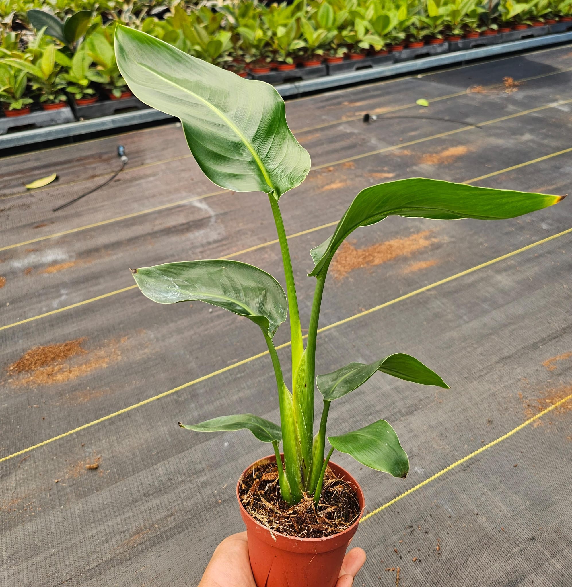 4'' White Bird of Paradise – El Clair Foliage