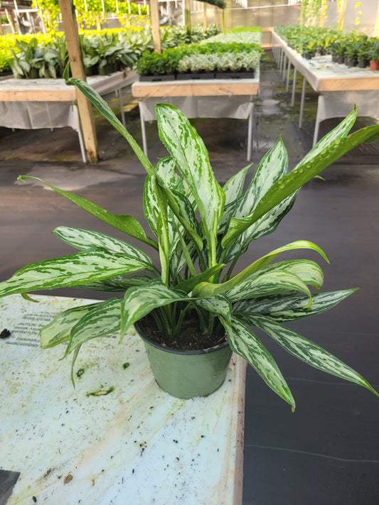 6'' Aglaonema Silver Queen