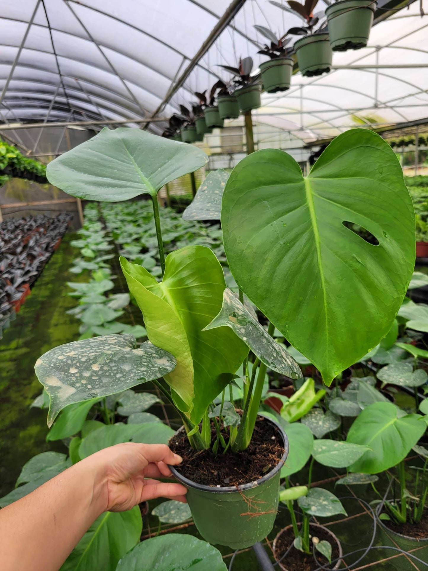 6" Monstera Deliciosa