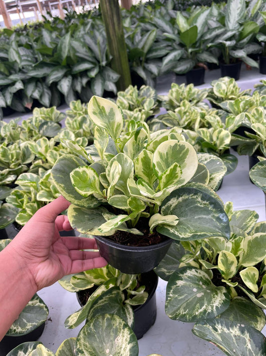 6'' Peperomia Marble