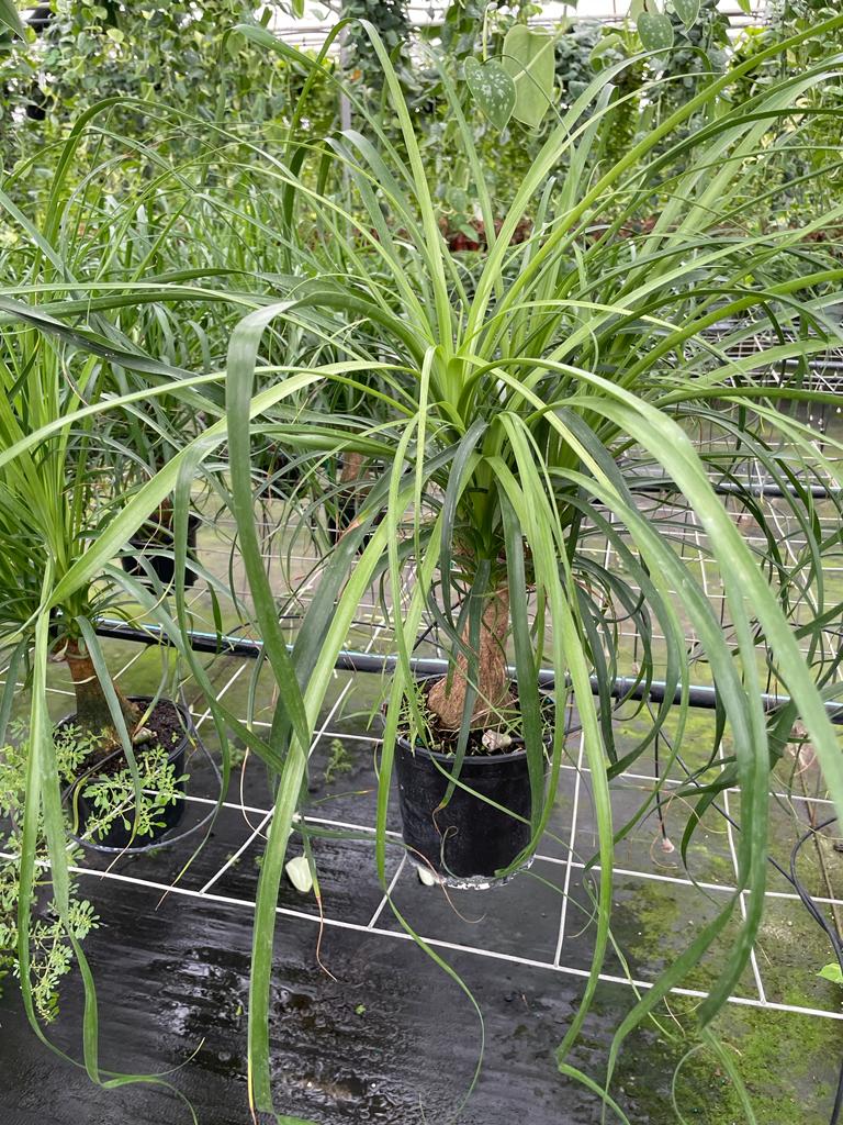 6'' Ponytail Palm