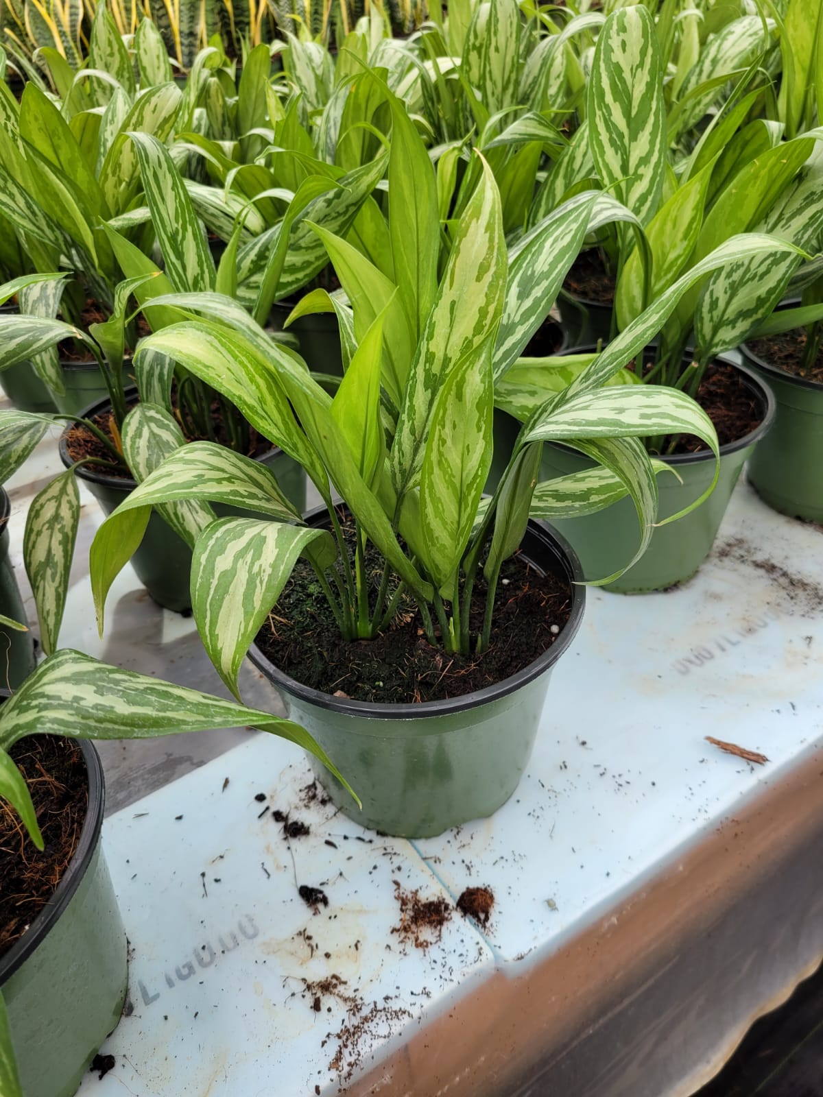 6" Aglaonema Maria