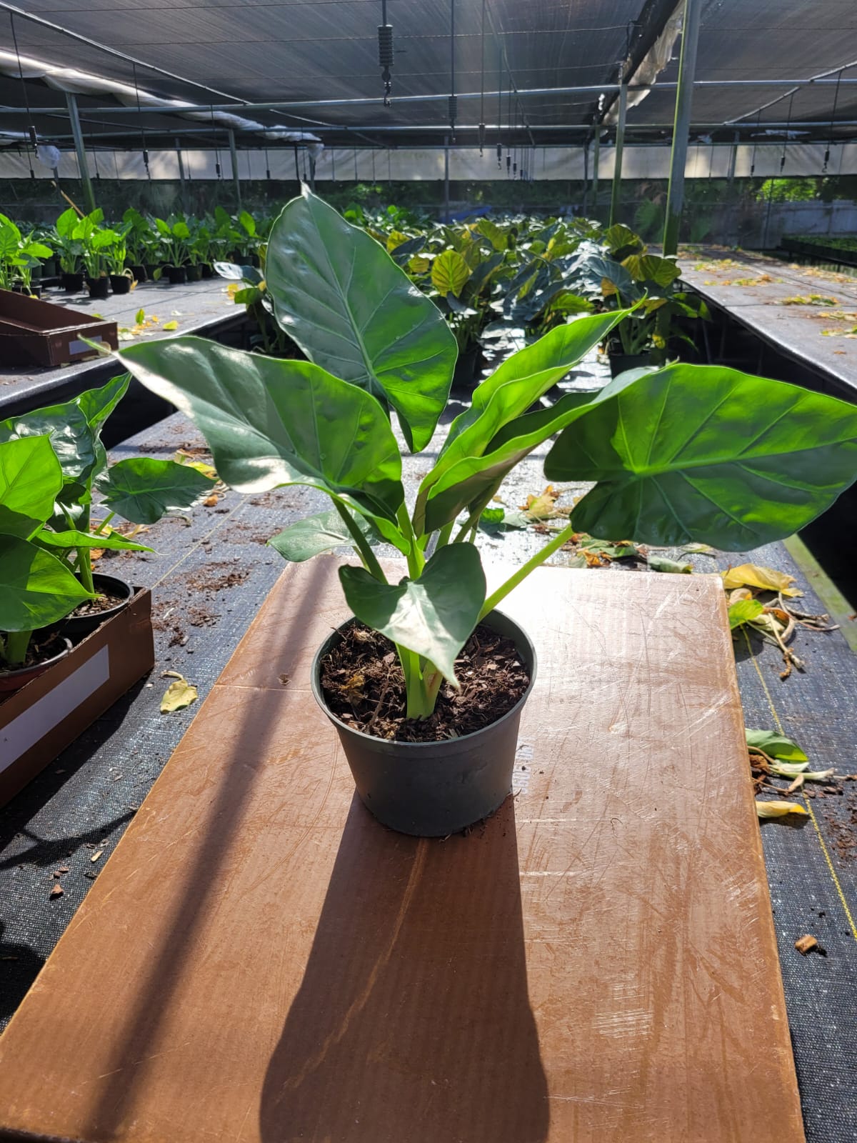 6'' Alocasia Calidora