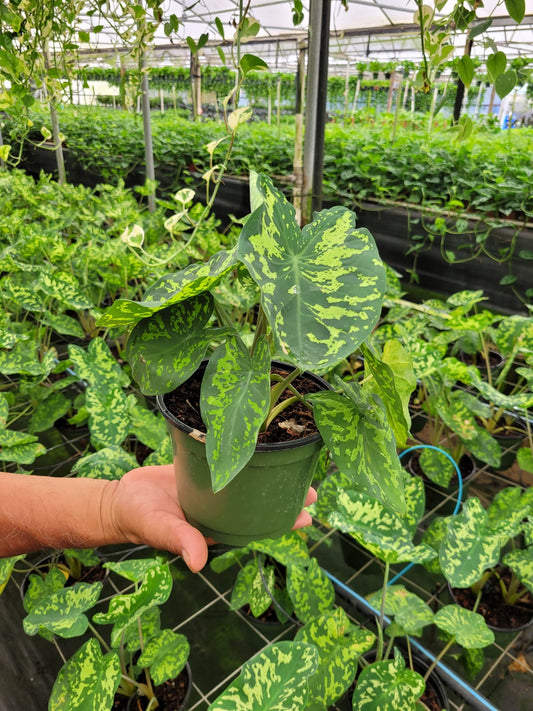 6'' Alocasia Hilo Beauty