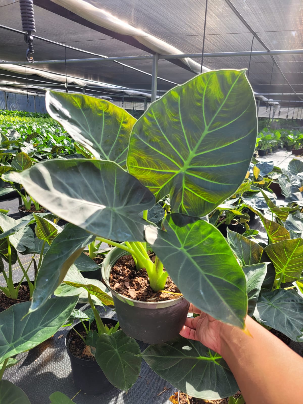 6'' Alocasia Regal Shield