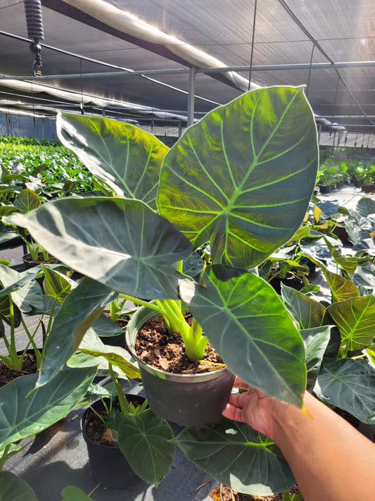 6'' Alocasia Regal Shield