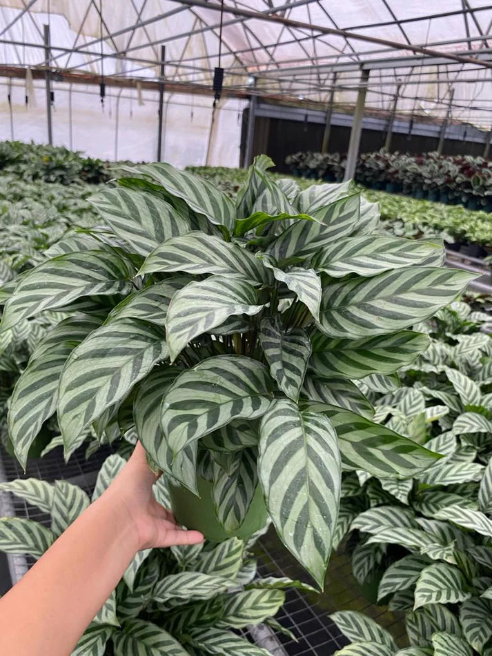 6'' Calathea Freddie