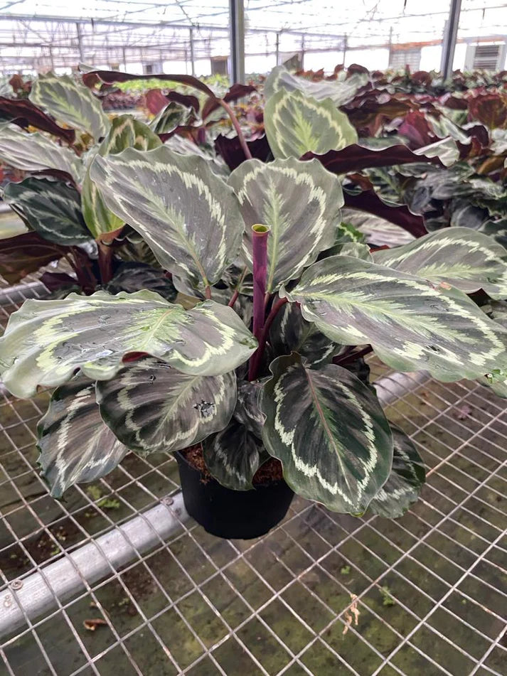 6'' Calathea Medallion