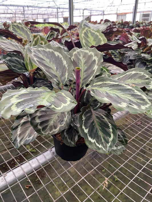 6'' Calathea Medallion