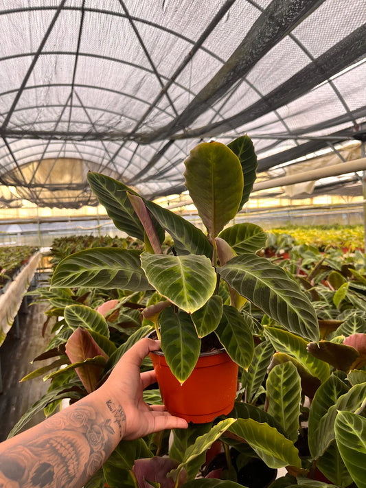 6'' Calathea Warscewizzi