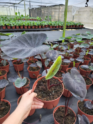 6'' Colocasia Black Sapphire