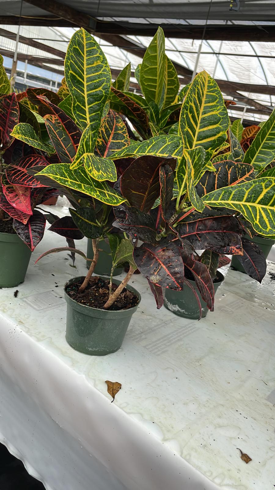 6'' Croton Petra