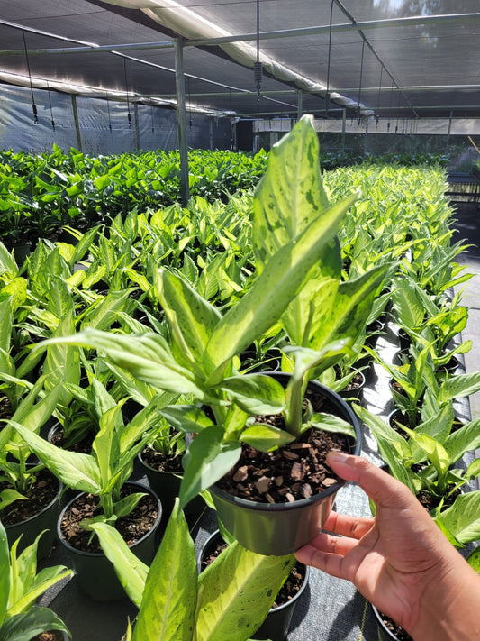 6'' Dieffenbachia Camoflauge