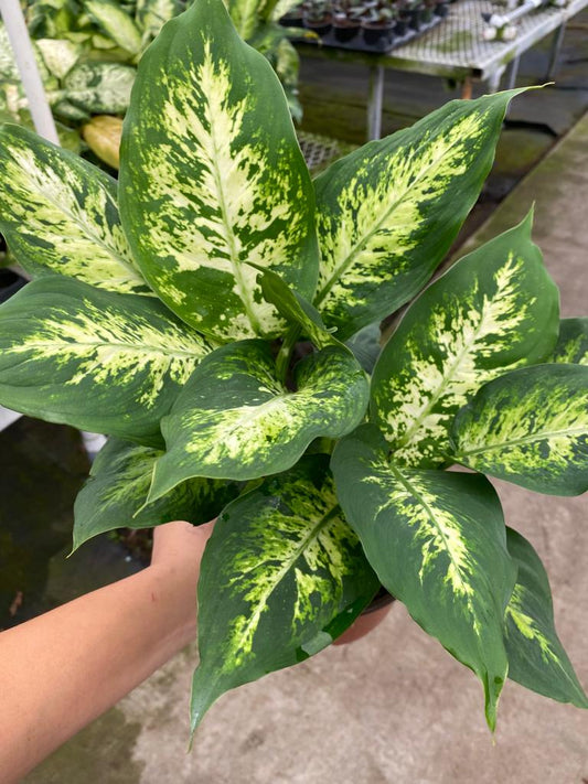 6'' Dieffenbachia Compacta