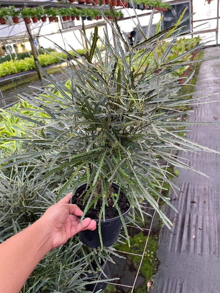 6'' False Aralia