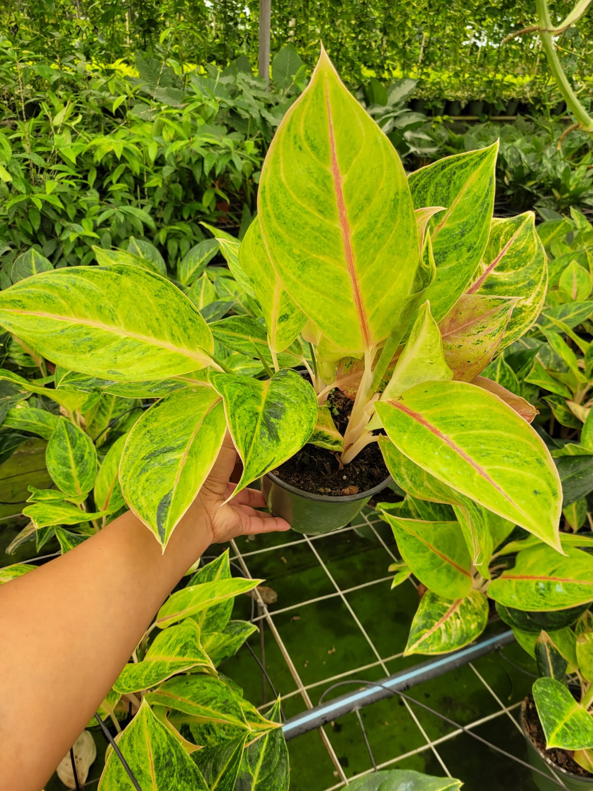 6'' Aglaonema Green Papaya